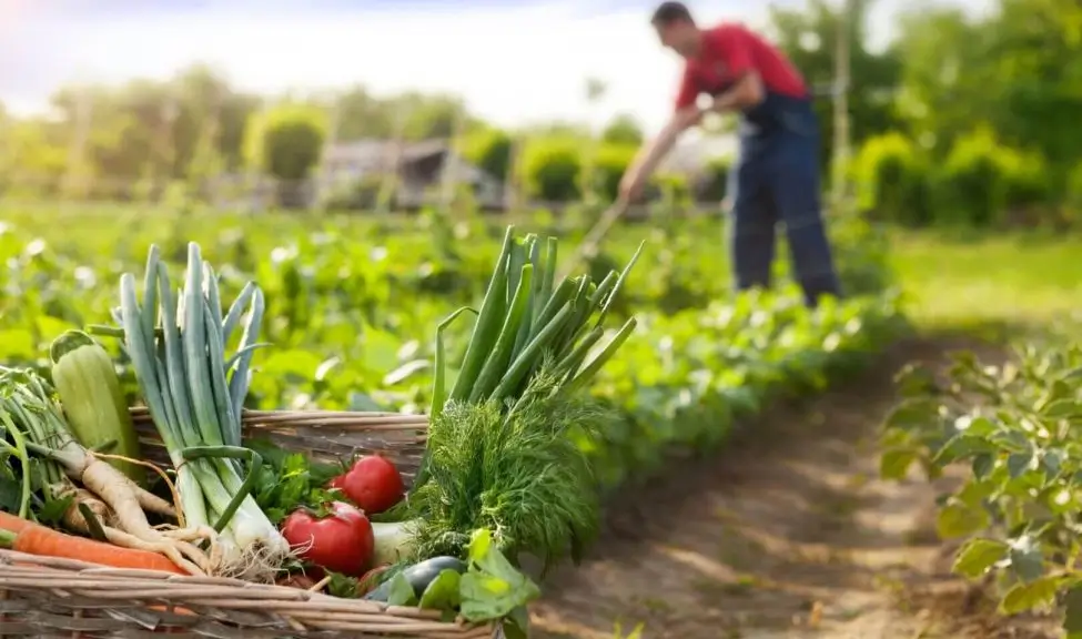 Agricultura orgânica