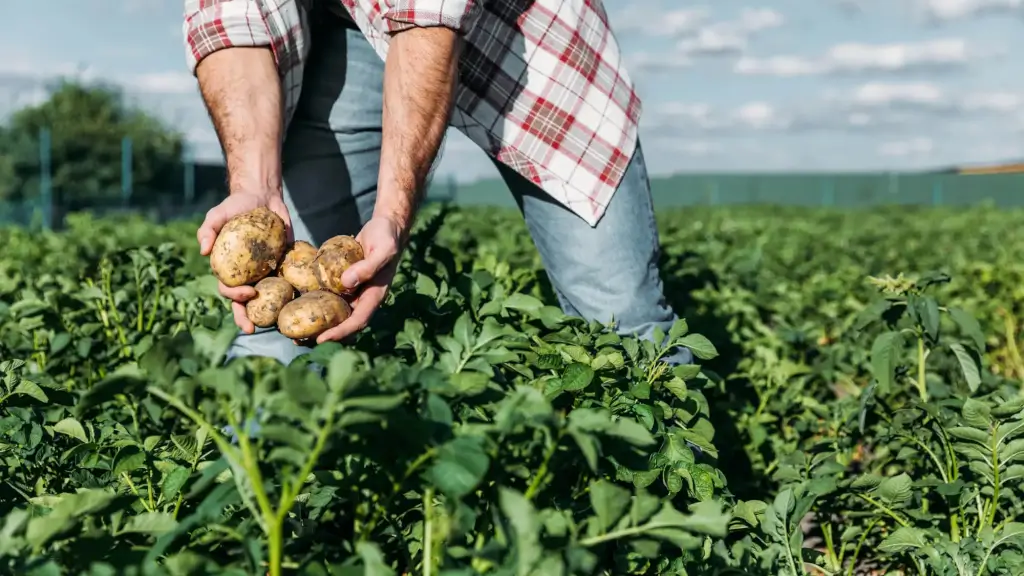 Agricultura sustentável