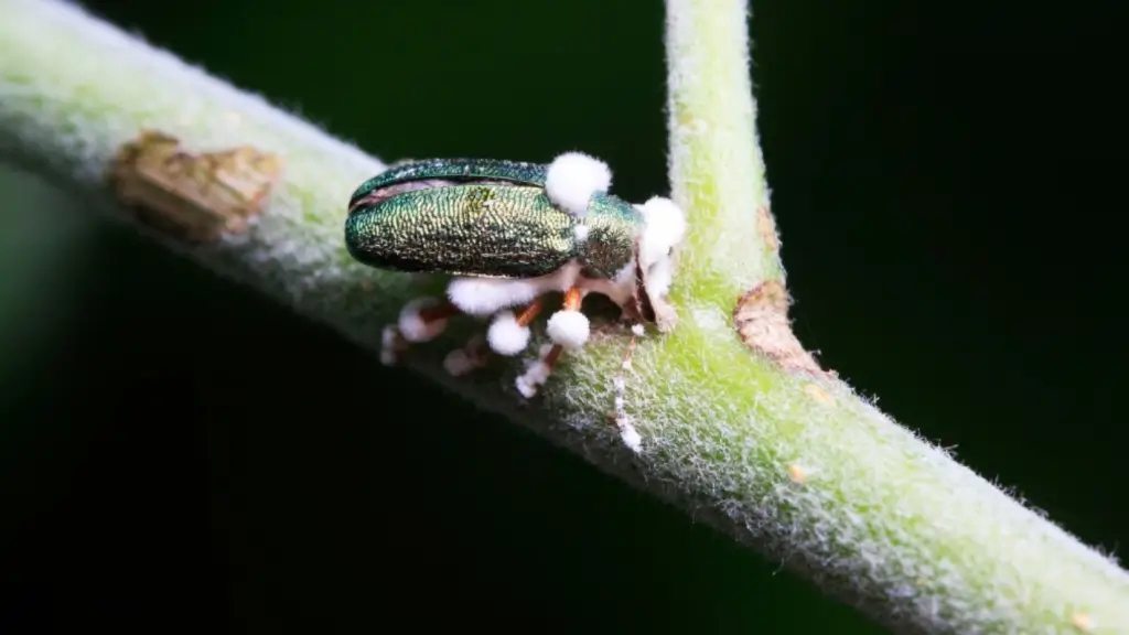 Biopesticidas