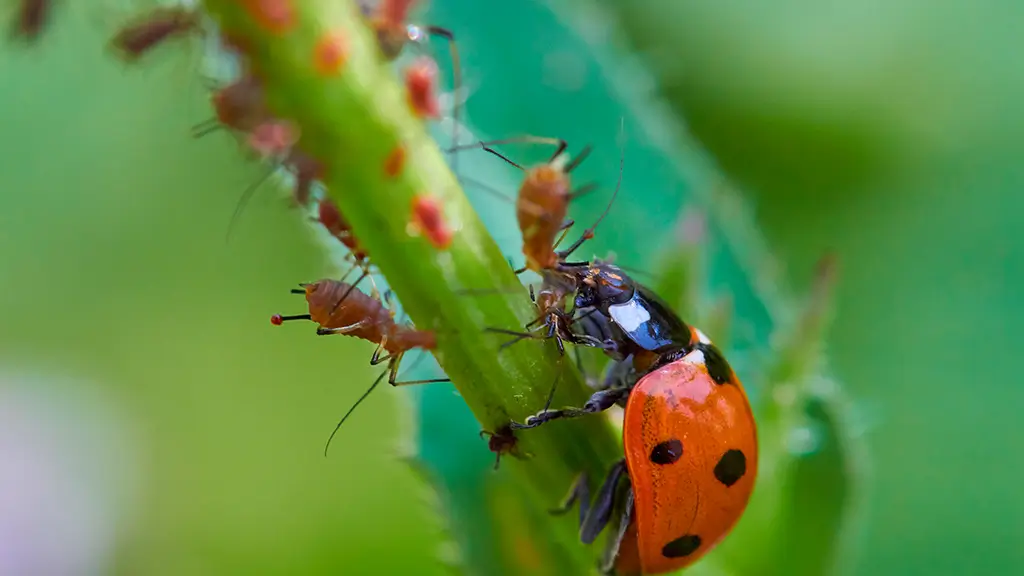 Biological pest control