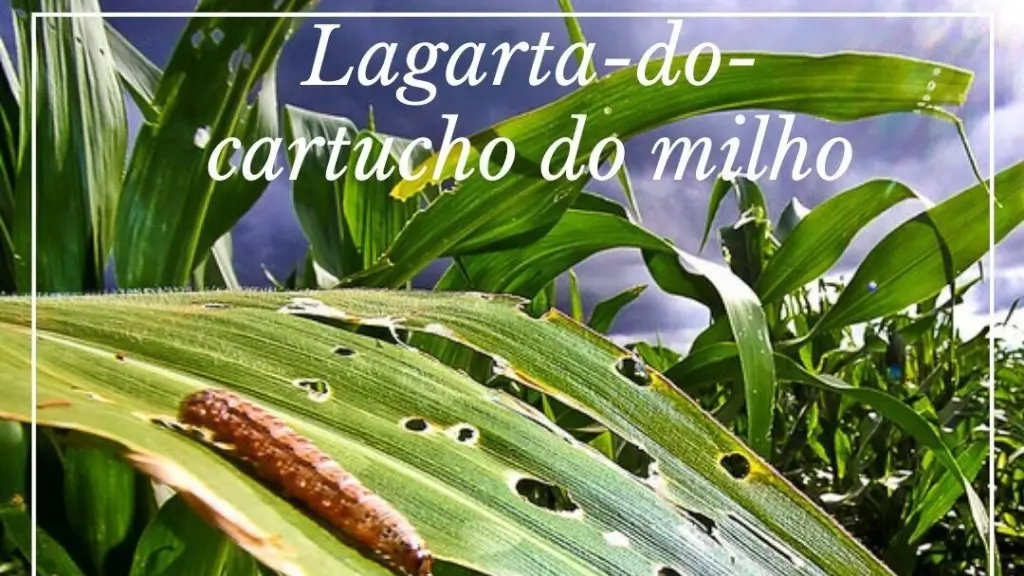 Controle da lagarta-do-cartucho