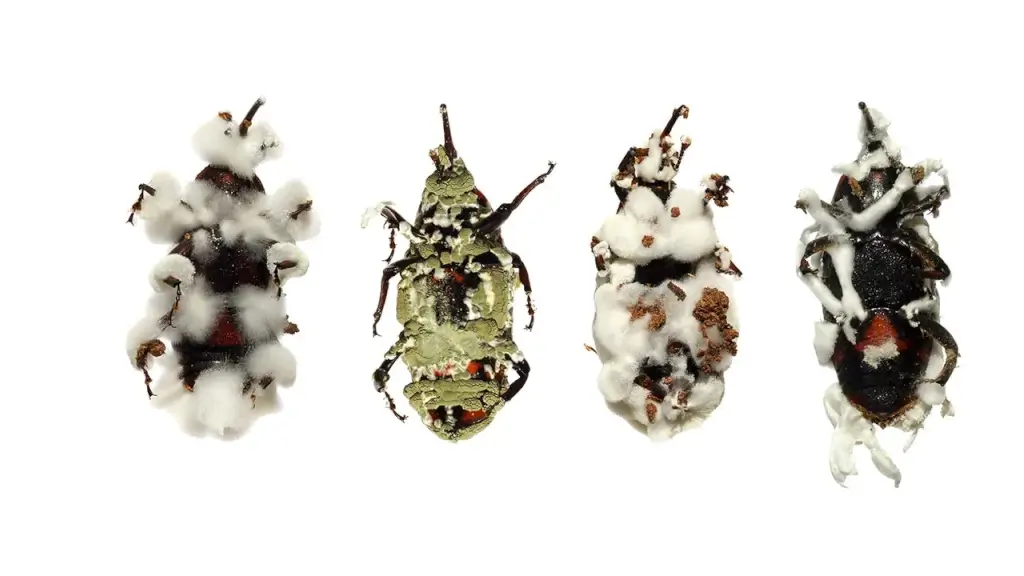 Fungos entomopatogênicos