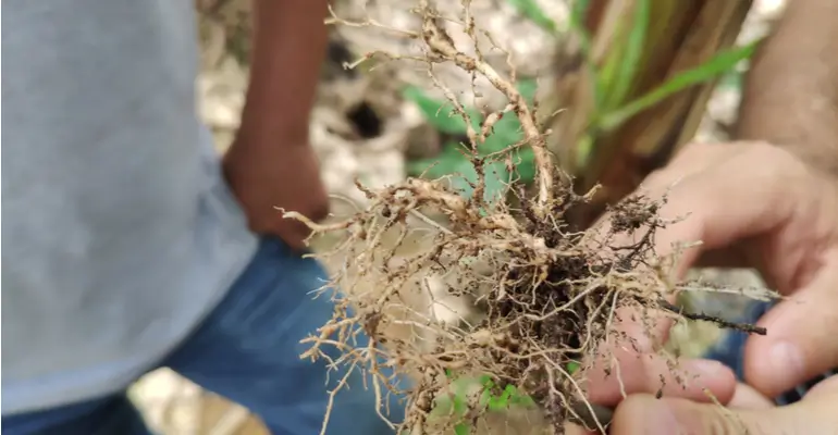 Produtos para controle de nematoides