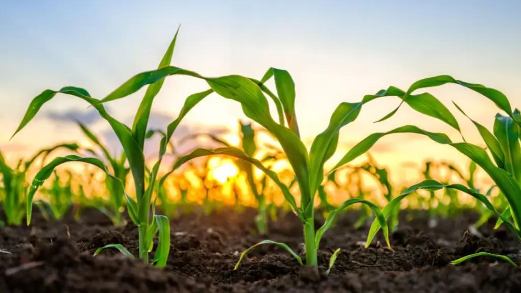 Sustentabilidade no agronegócio